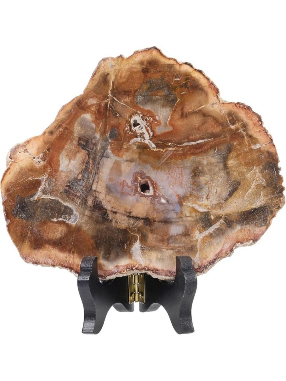 Natural Petrified Wood Slab with Stand | Unique Irregular Home Decor Piece
